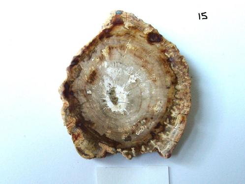 versteend hout petrified wood boomstam schijf 15 gram, Verzamelen, Mineralen en Fossielen, Mineraal, Ophalen of Verzenden