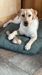 Gezocht dekreu, Dieren en Toebehoren, Oktober, Vrouwelijk