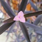 Tradescantia pallida,kamer/kruipplant,kan in de zomer boiten, Overige soorten, Halfschaduw, Bloeiende kamerplant, Verzenden