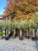 Super mooie Olijfboom Olijfbomen Olijf boom winterhard, Lente, 100 tot 250 cm, Olijfboom, Ophalen