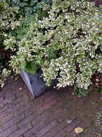 Zware antraciet grijze pot compleet met plant, Tuin en Terras, Bloempotten, Ophalen, Rond, Minder dan 25 cm
