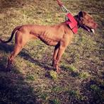 NIEUWE FOTO’S  Pitbull Red Nose Terrier pups sterk & gezond!, Dieren en Toebehoren, Particulier, Overige rassen, 8 tot 15 weken