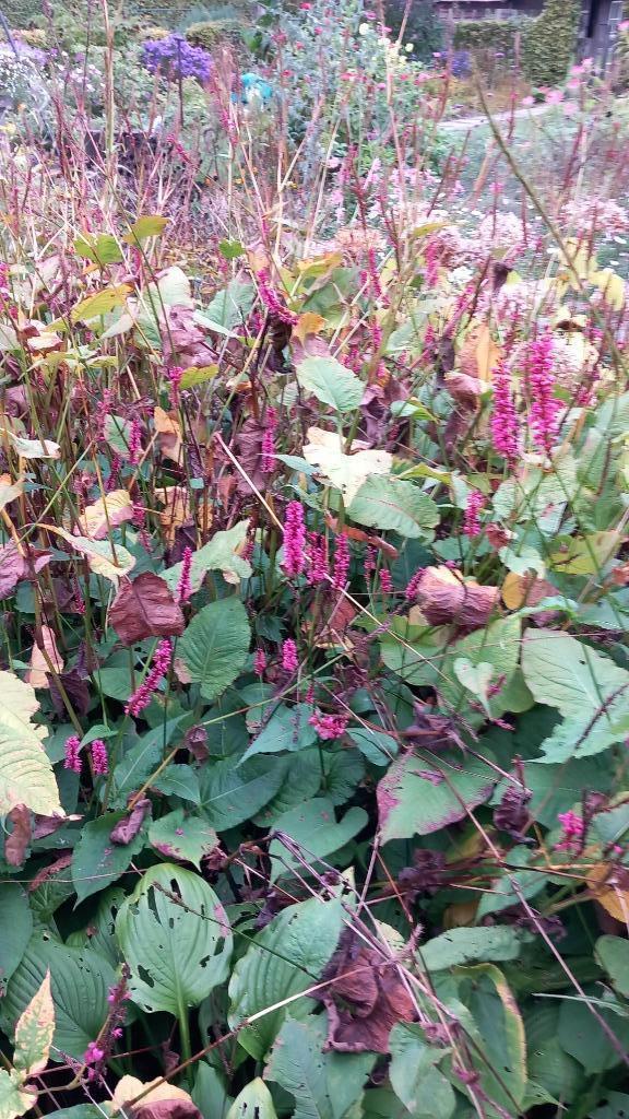 gratis vaste planten en struiken, Tuin en Terras, Planten | Tuinplanten, Vaste plant, Overige soorten, Ophalen