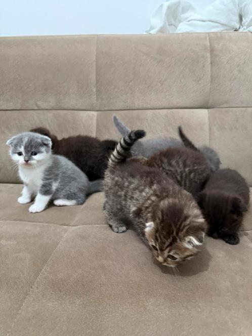 Scottish Fold Kittens, Dieren en Toebehoren, Katten en Kittens | Raskatten | Korthaar, Meerdere dieren