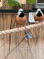 2 gordelgrasvinken split crème-Ino, Dieren en Toebehoren, Mannelijk, Tropenvogel
