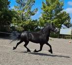 Prachtige mega lieve Friese merrie!!, Dieren en Toebehoren, Paarden, Minder dan 160 cm, 3 tot 6 jaar, Onbeleerd, Merrie