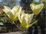 Magnolia  Yellow River in  70 ltr Container, Tuin en Terras, Planten | Tuinplanten, Ophalen, Overige soorten, Volle zon