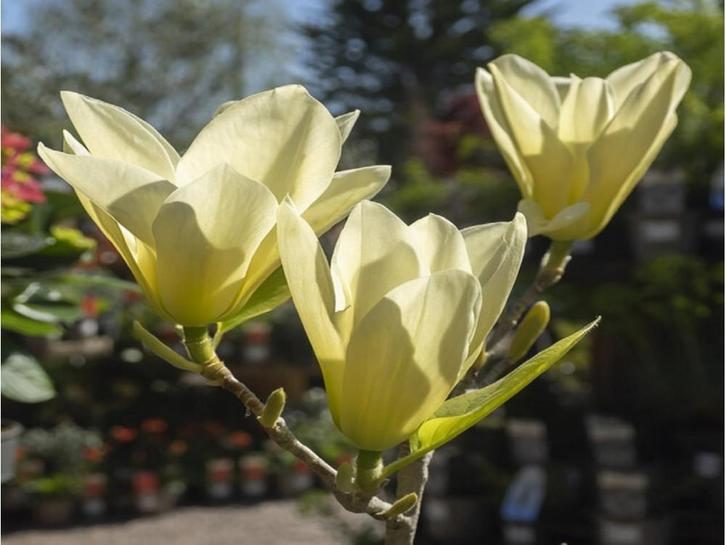 Magnolia  Yellow River in  70 ltr Container, Tuin en Terras, Planten | Tuinplanten, Overige soorten, Volle zon, Ophalen
