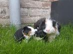Jonge cavia's, Dieren en Toebehoren, Cavia, Augustus, Mannelijk, Tam