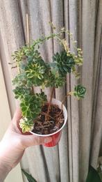 Aeonium variegated vetplant succulent, Huis en Inrichting, Kamerplanten, Vetplant, Ophalen of Verzenden, In pot, Minder dan 100 cm