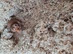 Goudhamster gratis, Dieren en Toebehoren, Knaagdieren, Oktober, Mannelijk, Hamster