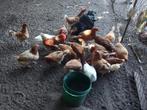 Leghennen  hanen chabo zijdehoen, Meerdere dieren, Kip