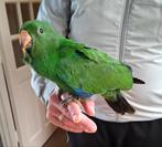 Jonge edelpapegaai, Dieren en Toebehoren, Vogels | Parkieten en Papegaaien, Mannelijk, Papegaai, Geringd