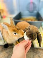 2 lieve konijnen (gecastreerd), Dieren en Toebehoren, Konijnen, Dwerg, Vrouwelijk, Hangoor