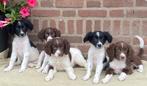 Prachtige BORDER COLLIE x HEIDEWACHTEL pups, Nederland, CDV (hondenziekte), 8 tot 15 weken, Meerdere