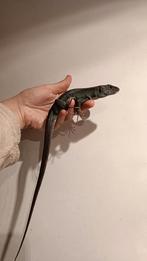 Parelhagedis (sen) 1.1 Apart 50 euro of samen 100 euro., Dieren en Toebehoren, Reptielen en Amfibieën, Hagedis, Met terrarium