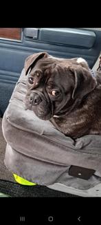 Franse bulldog 3 jaar, Dieren en Toebehoren, Honden | Bulldogs, Pinschers en Molossers, Particulier, 3 tot 5 jaar, Bulldog, Reu