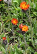 Zaden Hieracium aurantiacum, Ophalen of Verzenden, Zaad
