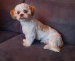 Lieve Shih Tzu reutje 7 maanden, Dieren en Toebehoren, Rabiës (hondsdolheid), 15 weken tot 1 jaar, Eén hond, Nederland