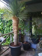 Yucca Rostrata Xl, Tuin en Terras, Planten | Bomen, Overige soorten, 100 tot 250 cm, Zomer, Ophalen