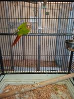Pyrrhura te koop, Parkiet, Geringd