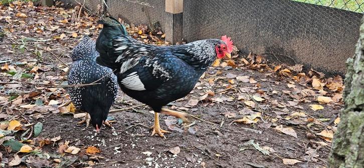 Gratis hanen: Barnevelderkriel (zilvergezoomd), Dieren en Toebehoren, Pluimvee, Kip, Meerdere dieren