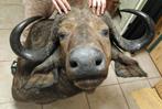 Opgezette kafferbuffel taxidermie Afrikaanse buffel, Verzamelen, Dierenverzamelingen, Wild dier, Opgezet dier, Gebruikt, Ophalen