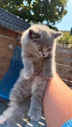 Raszuivere Britse Korthaar Kittens, Meerdere dieren