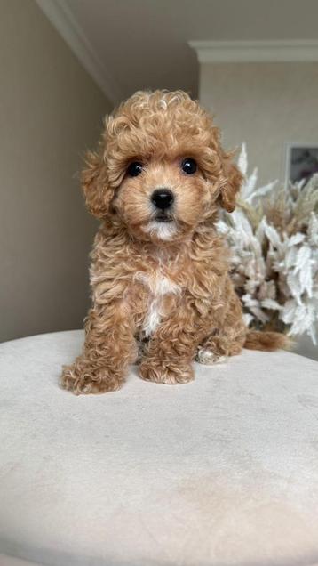 Premium f2 maltipoo micro reutje beschikbaar voor biedingen