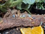 Isopod mix per 100stuks, Overige soorten