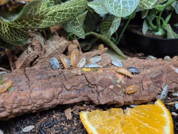 Isopod mix per 100stuks beschikbaar voor biedingen