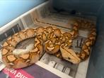 Mochino vrouw Retic, Slang