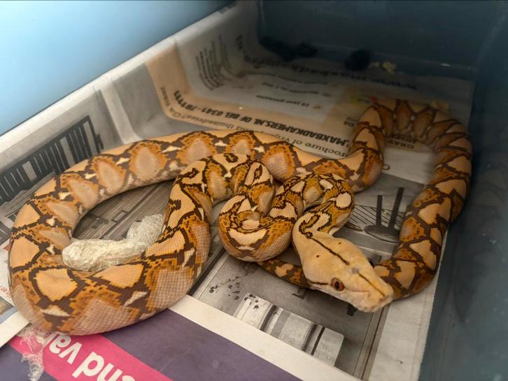 Mochino vrouw Retic