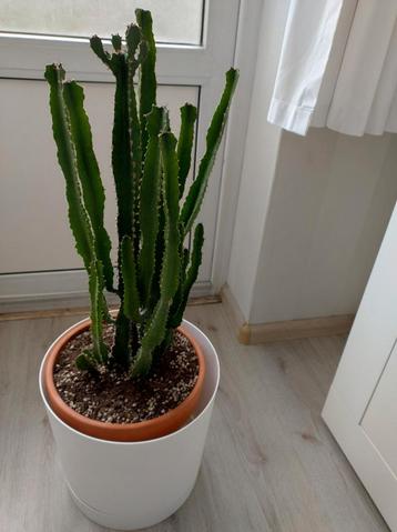 Euphorbia Trigona (Zuilen Cactus) beschikbaar voor biedingen