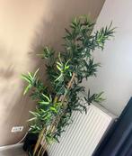 IKEA Kunstplant, Ophalen, Zo goed als nieuw