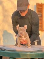 American Bully micro, Eén persoon