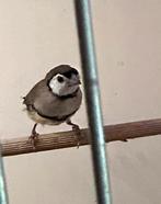 1  bichenowastrilde, man, Dieren en Toebehoren, Vogels | Overige Vogels, Mannelijk