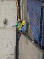 Rosella, Dieren en Toebehoren, Vogels | Parkieten en Papegaaien, Mannelijk, Parkiet
