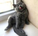 Brits korthaar kitten Raszuiver. Mag het nest verlaten!, Dieren en Toebehoren, Katten en Kittens | Raskatten | Korthaar, Meerdere dieren