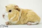 Creme witte peruvian cavia, Dieren en Toebehoren, Cavia, Mannelijk, Juli, Tam