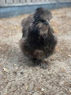 Zijdehoender Kuikens, Dieren en Toebehoren, Pluimvee, Geslacht onbekend, Kip