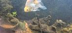 Gratis af te halen diverse vissen., Dieren en Toebehoren, Vissen | Aquariumvissen, Vis