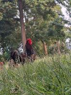 Raszuivere barnevelder haan  goudgezoomd, Dieren en Toebehoren, Pluimvee, Mannelijk, Kip