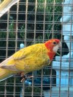 Rosella's 25, Dieren en Toebehoren, Meerdere dieren, Parkiet, Geringd