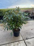 Rhododendron roze paars, Tuin en Terras, Planten | Tuinplanten, Ophalen, Lente, Overige soorten, Halfschaduw