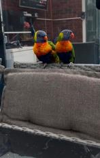 Lorikeet, Meerdere dieren, Parkiet