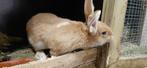 mooie konijn ram., Dieren en Toebehoren, Konijnen, Mannelijk, Middelgroot, 0 tot 2 jaar