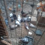 Postduiven, Dieren en Toebehoren, Meerdere dieren, Postduif