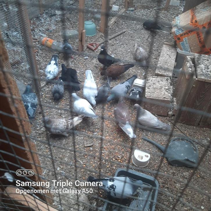 Postduiven, Dieren en Toebehoren, Vogels | Duiven, Postduif, Meerdere dieren