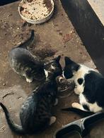 Hele mooie kittens, Dieren en Toebehoren, Katten en Kittens | Overige Katten, Meerdere dieren